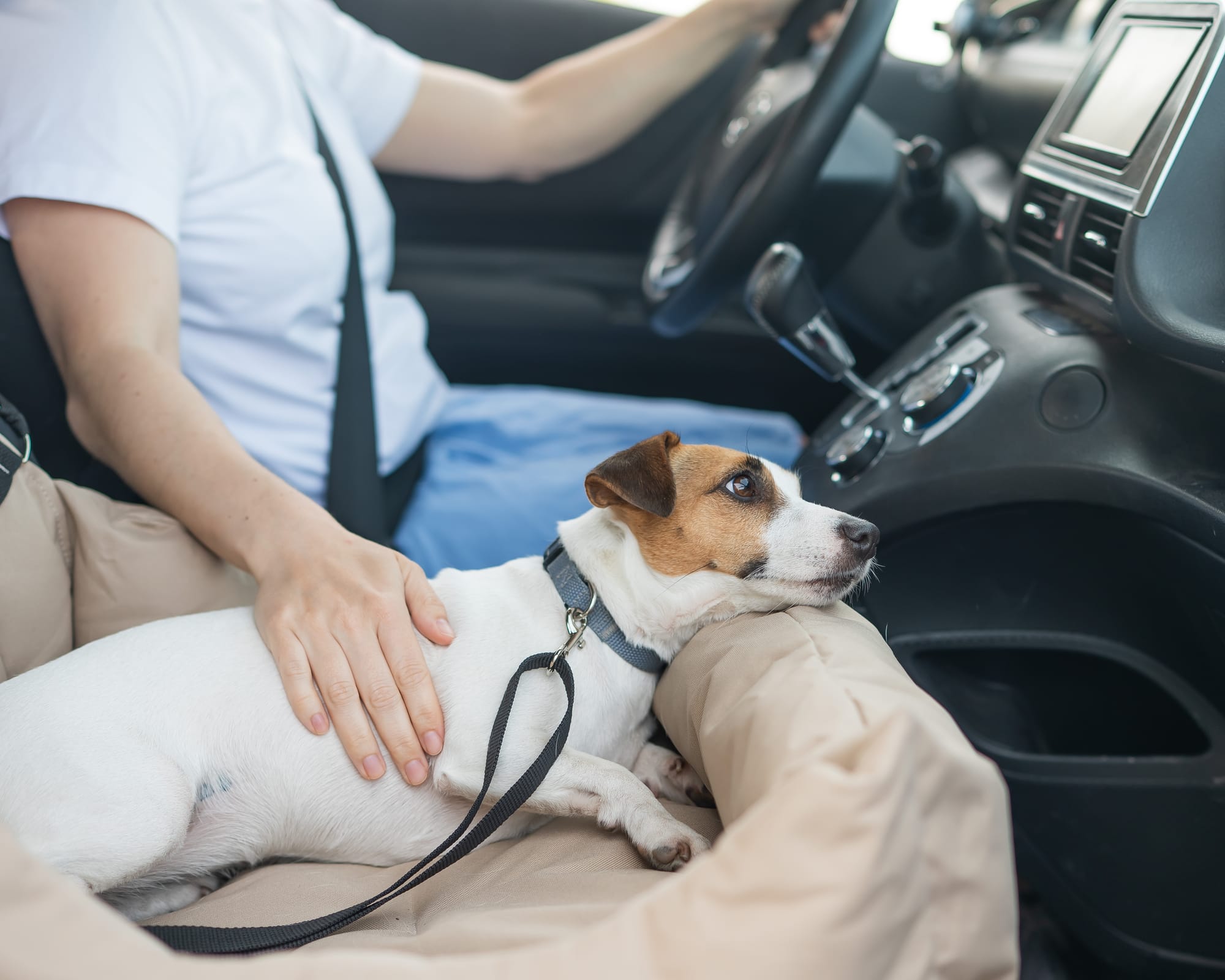 A dog rides in the car on a dog bed on the passenger seat of a car next to the driver.